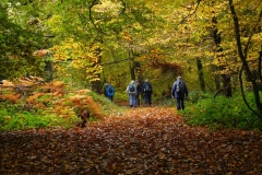 Autumn-in-the-woods